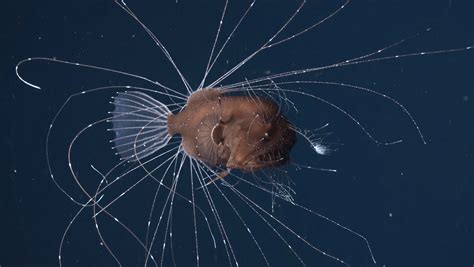First Ever Footage Of Mating Anglerfish Stuns Marine Biologists