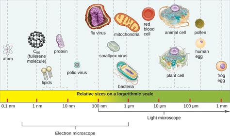 Types Of Microorganisms Microbiology Course Hero