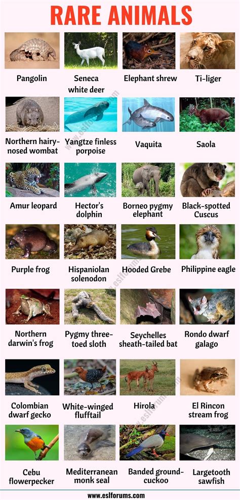 Very Rare Animals In The World With Names