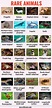 Wild Animals List, Animals Name List, Types Of Animals, Animals Of The ...