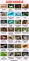Wild Animals List, Animals Name List, Types Of Animals, Animals Of The ...