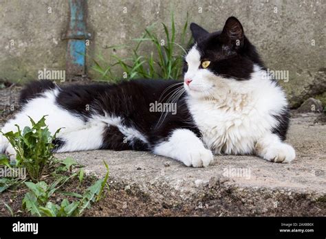 Un Gato Negro Con Manchas Blancas Se Encuentra En Una Roca Fotografía