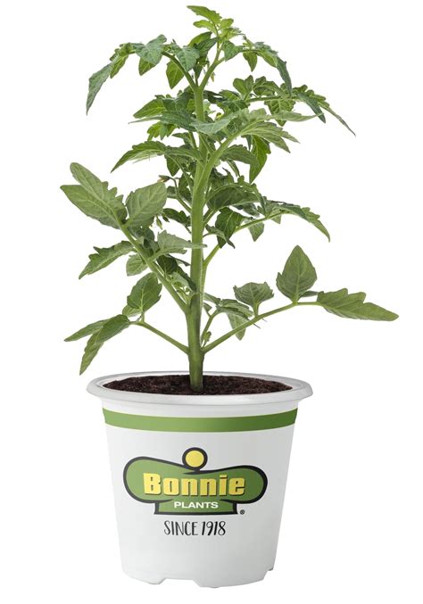 Bonnie Plants Bush Goliath Tomato