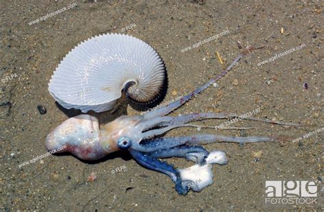 Paper Nautilus Argonauta Argo Living Female Removed From Shell Krassa