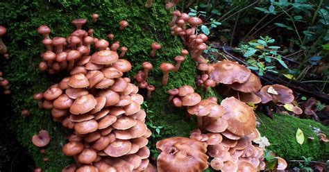 Wild Edible Mushrooms And Plants Some Fall Wild Edible Mushrooms