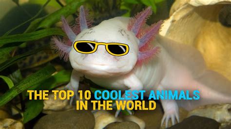 The Top 10 Coolest Animals In The World Youtube