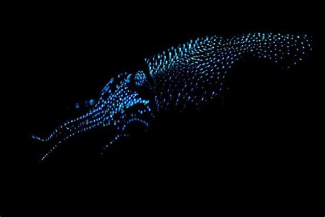 Firefly Squid Sea Creatures Deep Sea Creatures Bioluminescence