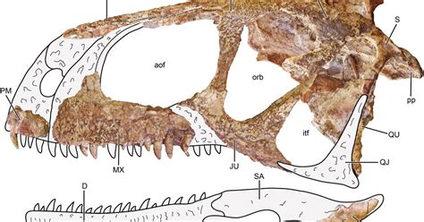 Llukalkan Aliocranianus El Nuevo Dinosaurio Descubierto En Argentina