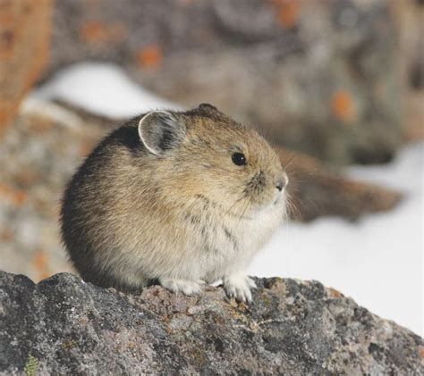 The American Pika A Case Study In Wildlife Acclimating To Climate