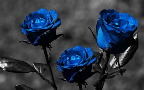 Blue Roses Blue Roses Wallpaper Rose Wallpaper Blue Roses