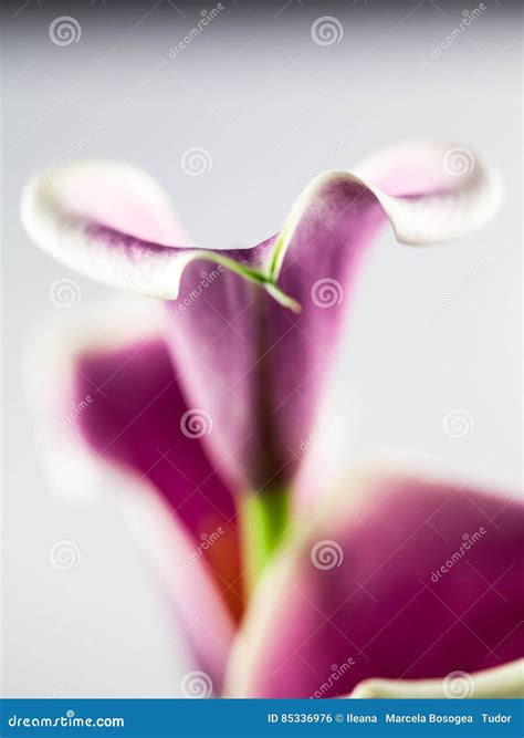 Abstract Macro Photography Of Calla Flower Stock Photo Image Of