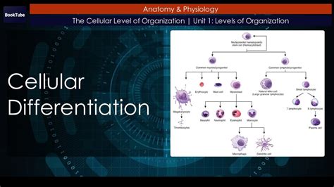 Cellular Differentiation The Cellular Level Of Organization Unit 1