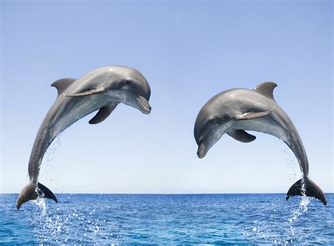 Bottlenose Dolphins Spotted Off Canadas Pacific Coast For The First