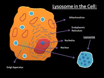 It should be large, clear and with specific labels. Lysosomes - EMAC Cell Site Pointer
