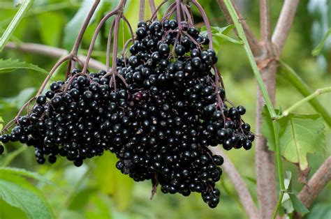 Elderberry And Poke Berry Identification Edible Wild Plants Fruit