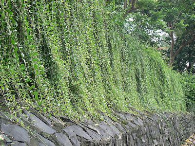 Lee kuan yew gcmg ch spmj (born harry lee kuan yew; Vernonia Elliptica - Lee Kwan Yew | Plants for your garden ...