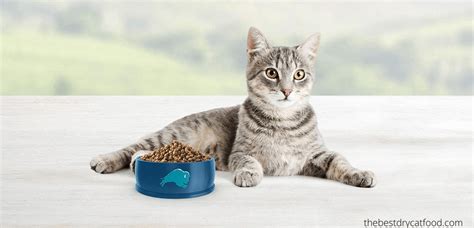 Best Dry Cat Food For Indoor Cats 2023 Latest Reviews And Full Buyer Guide