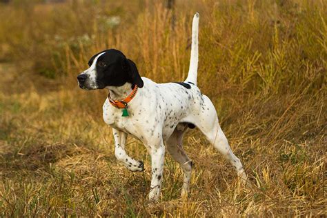 12 Best Hunting Dog Breeds Man Of Many
