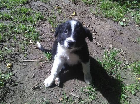 79 Border Collie Breeders In Michigan Image Bleumoonproductions