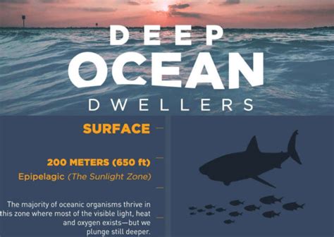 Deep Ocean Dwellers Infographic Wordlesstech