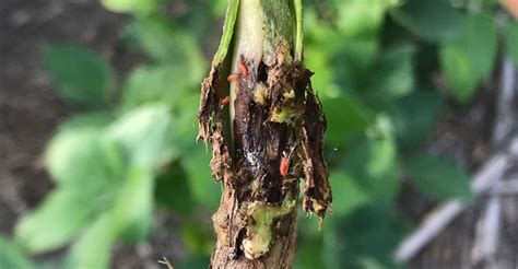 what s new in soybean gall midge research