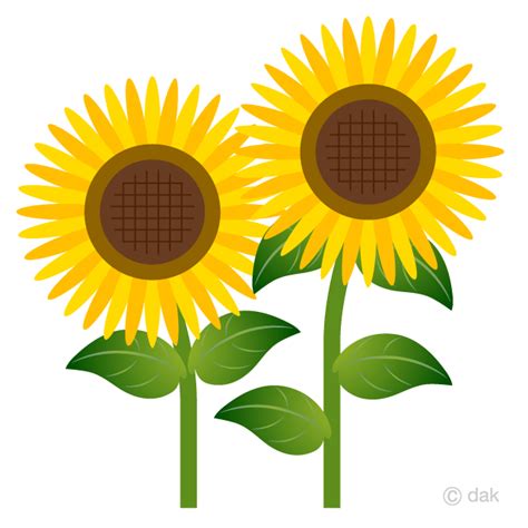 Cute Yellow Sunflower Clipart Images Amashusho