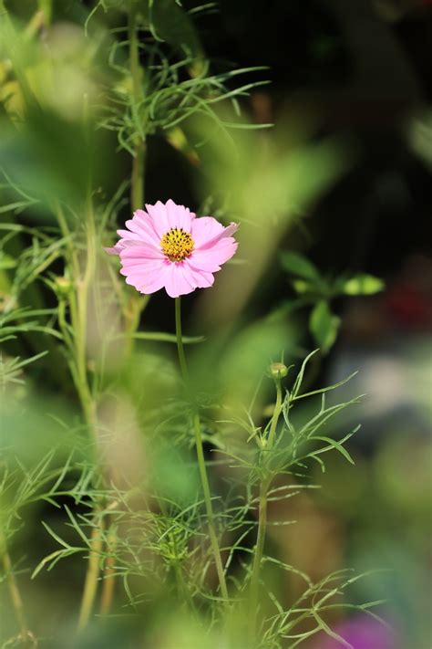 Marigold Flower Pink Bloom Free Photo On Pixabay Pixabay