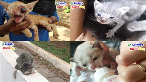 5 Times Miracle Appearing To Save Kitten And Cat Youtube