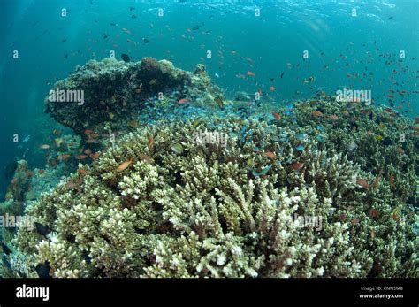 Staghorn Coral Acropora Sp With Small Fish In Coral Reef Habitat