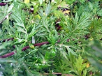 Mugwort (Artemisia vulgaris): NEN Gallery
