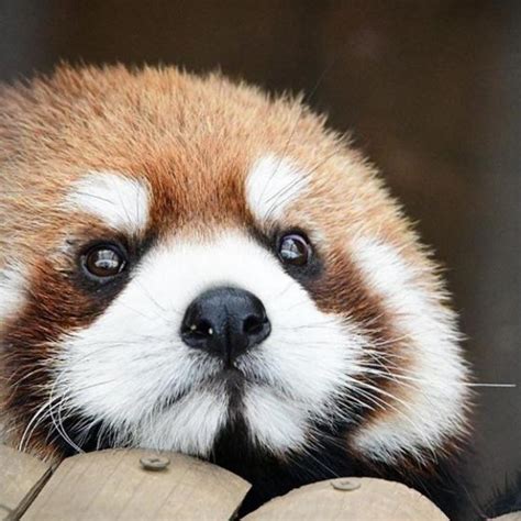 Red Panda Raww