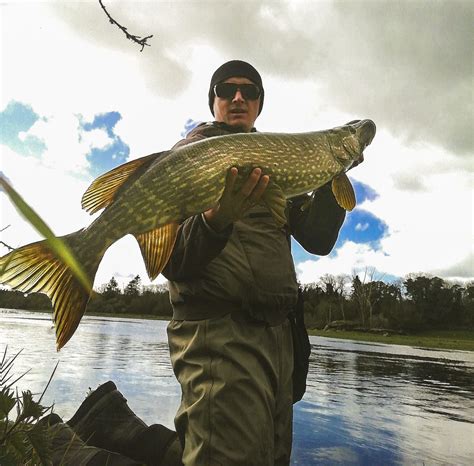 Great Trout And Pike Off The River Fergus Fishing In Ireland