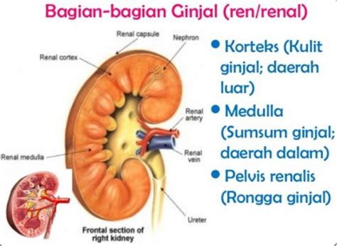 Sebarkan ini ginjal merupakan 2 organ yang berbentuk seperti kacang merah yang berada di sisi kiri dan kanan tubuh manusia. Pengertian Ginjal : Fungsi, Bagian, Struktur & Jenis ...
