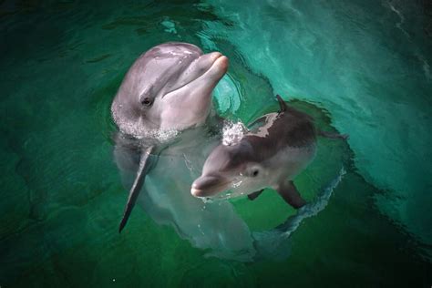 Delfin Baby Im Zoo Duisburg Geboren