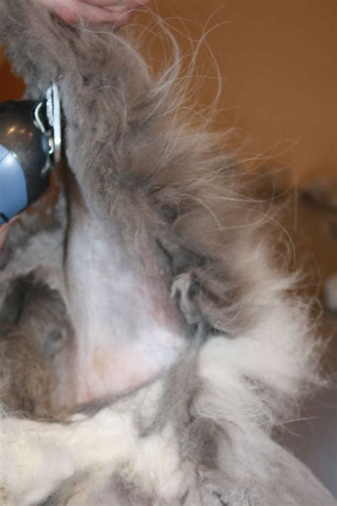 More serious reasons for matted cat hair are that the cat is overweight or is sick. I'm a Cat Groomer, and These Are the Horrors I've Seen ...