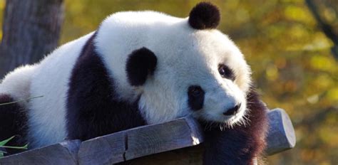 Incredible Trivia Facts About Giant Pandas Quiz Trivia And Questions