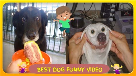 Try Not To Laugh Dogs Best Funny Compilation🐶🐕 2020 Try Not To Laugh
