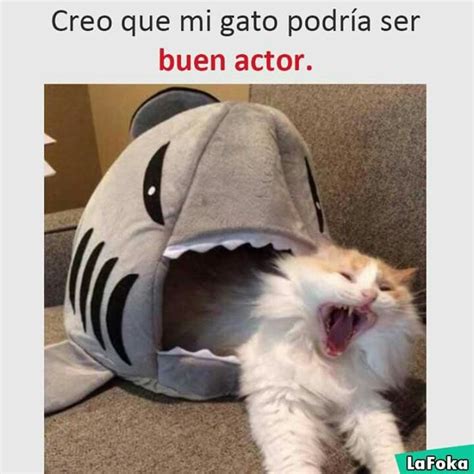 Pin De Gonther Wolf En Memes Meme Gato Memes Español Graciosos