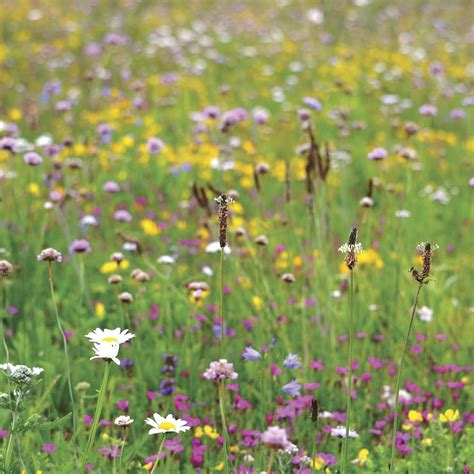 How To Prepare The Ground For A Wildflower Meadow Shropshire Turf