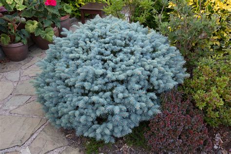 While not a true dwarf ornamental, the baby blue eyes spruce tree is the closest thing to a dwarf evergreen tree on the market today. Summer foliage Picea pungens 'Glauca Globosa' - Dwarf ...