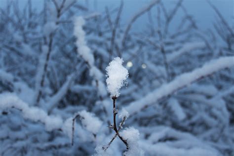 Free Images Tree Nature Branch Cold Winter White Frost Ice
