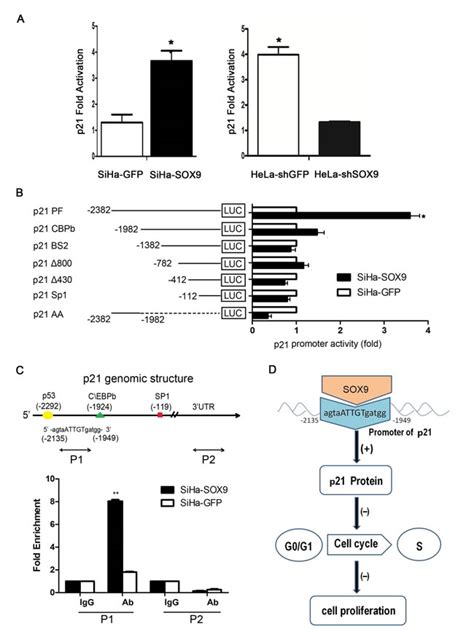 SOX9, a potential tumor suppressor in cervical cancer, transactivates