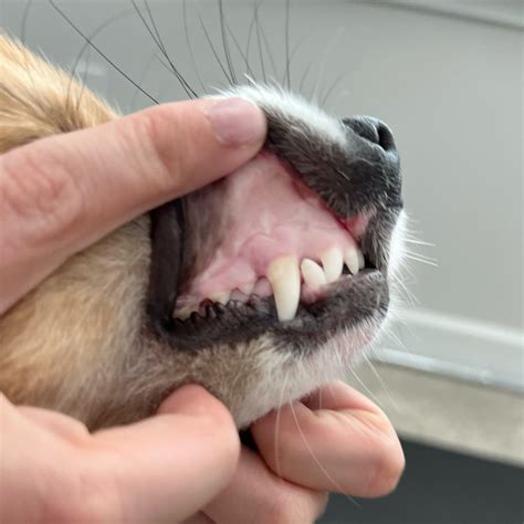 Pale Gums In Dogs Is Something You Should Worry About