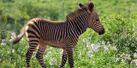 Catching Up with the Zebra Colt | Smithsonian's National Zoo