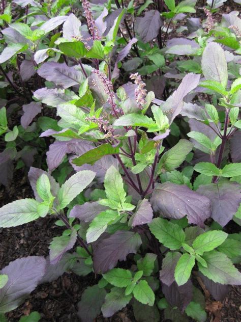 Tomorrowseeds Red Leaf Holy Basil Seeds 500 Count Packet