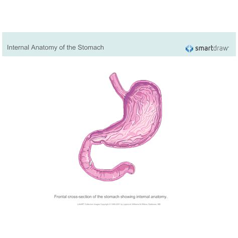 Stomach Internal Anatomy