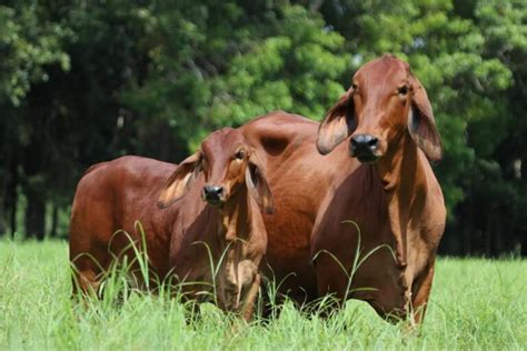 Brahman The Most Adaptable Cattle Breed Nili Ravi