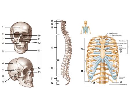 This is an online quiz called label the long bone. axial skeleton labeling quiz 160843 - Made By Creative Label