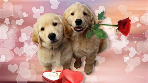 Dog Love Wallpapers Top Free Dog Love Backgrounds Wallpaperaccess