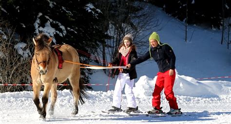 Balade En Ski Joering Avec La Ferme Questre De L Alagnon Auvergne